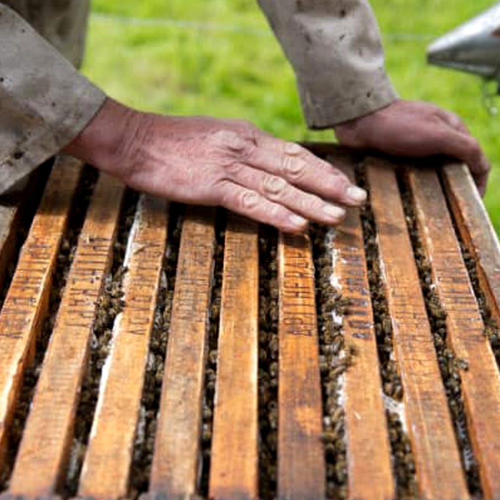 Protecting Pollinators - Image of beekeeper's hands as they take care of a hive